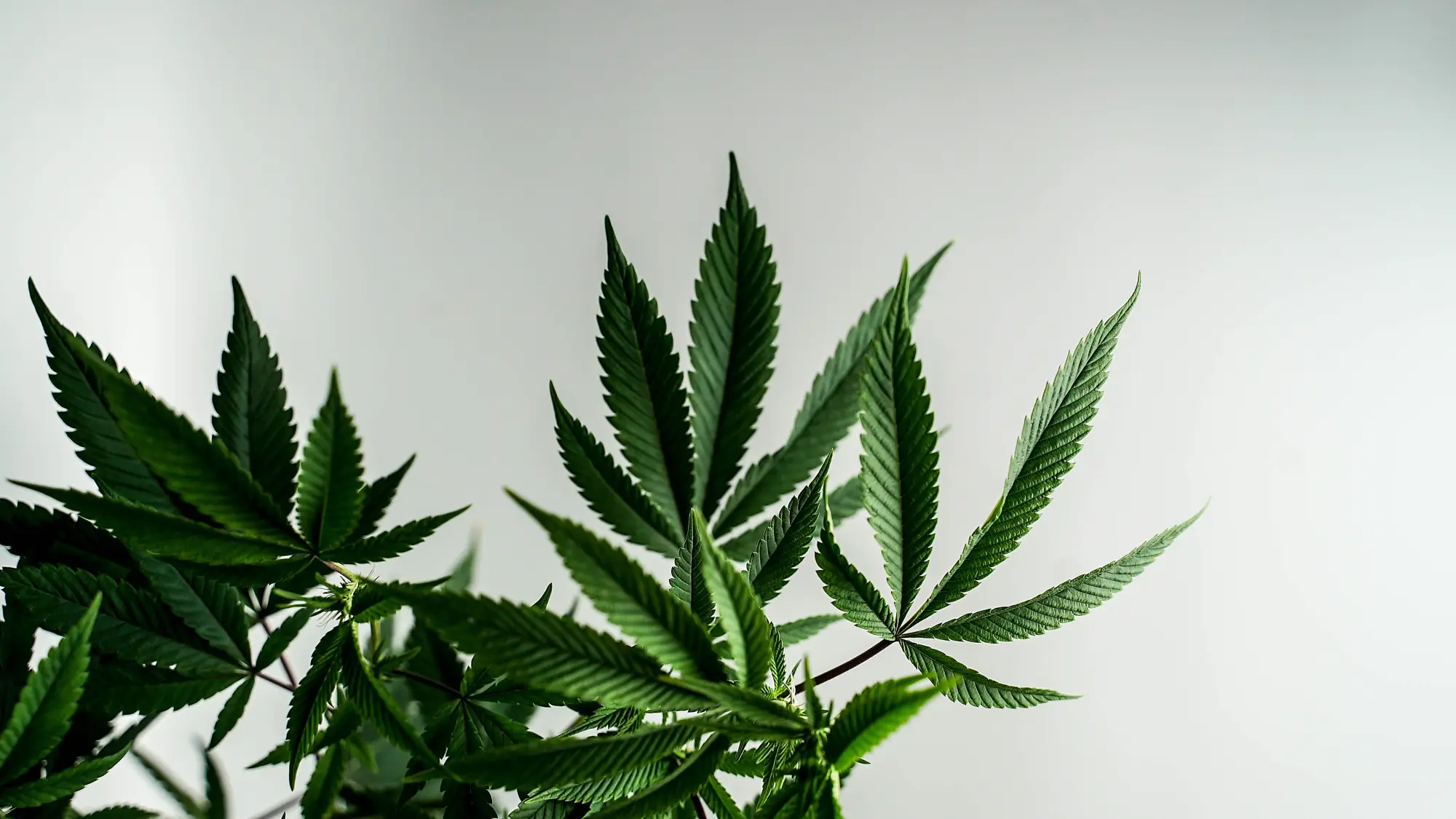 Cannabis flower close-up showing strain variety